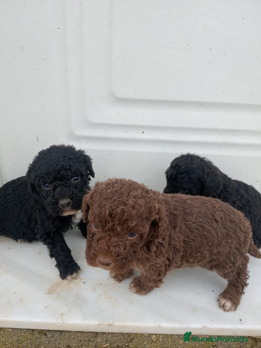 Perro de Agua Español perros en venta: Perro de agua  - Anuncio 6