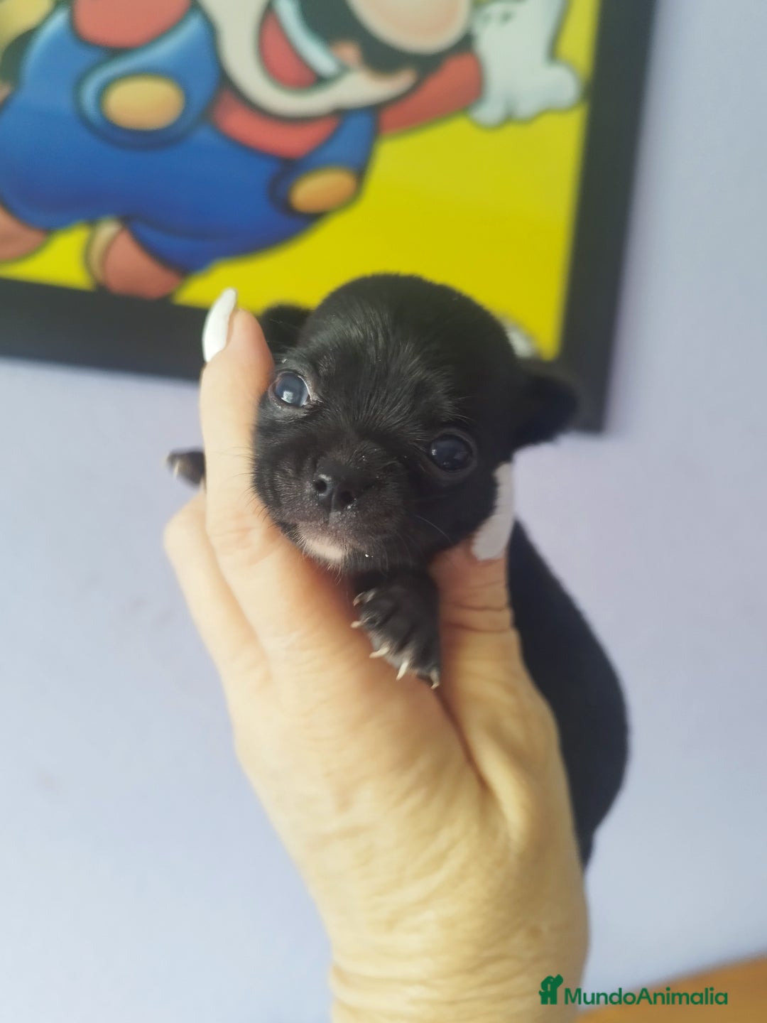 Chihuahua perros en venta: Chihuahua hembra micro toy  - Imagen 5
