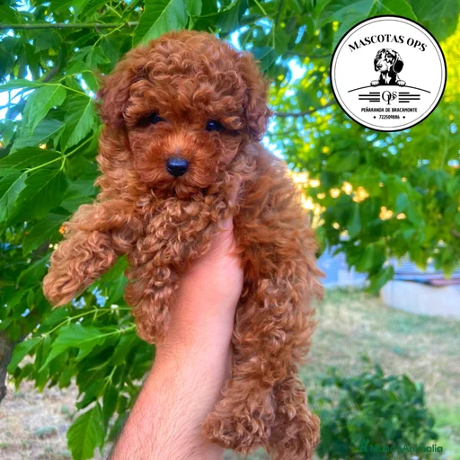 Imagen de galería {{count}}