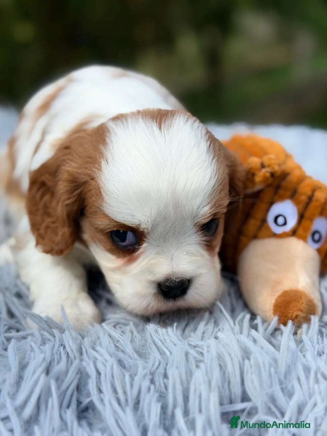 Cavalier King Charles Spaniel perros en venta: ÚLTIMO MACHO CAVALIER BLENHEIN DISPONIBLE - Anuncio 2