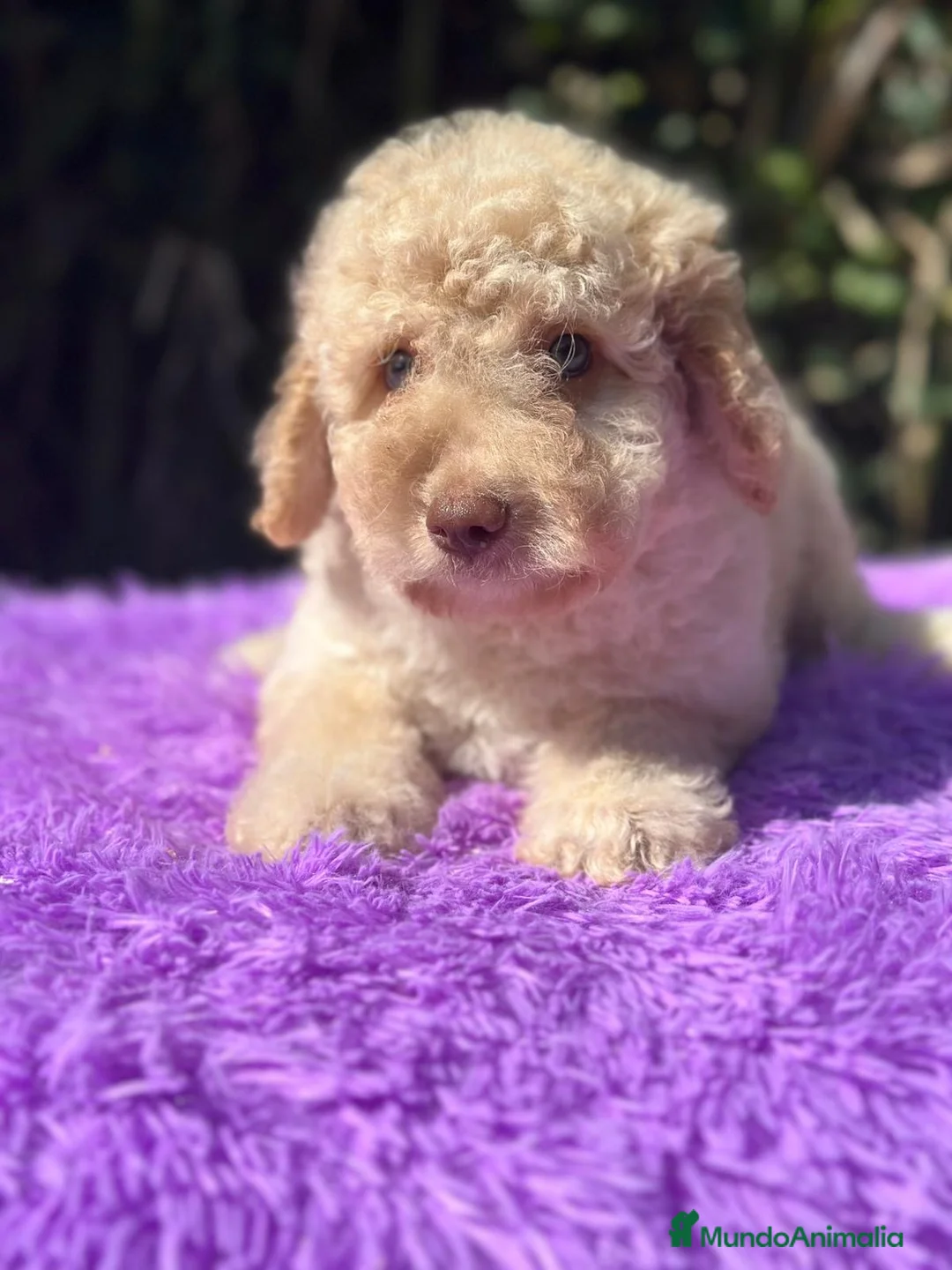 Perro de Agua Español perros en venta: Pdae crema ojos verdes  - Anuncio 1