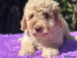 Perro de Agua Español perros Pdae crema ojos verdes - Anuncio 28