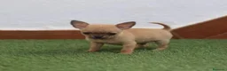 Chihuahua perros en venta: Chihuahuas Micro Toy Toy Toy Calidad Toy - Anuncio 15