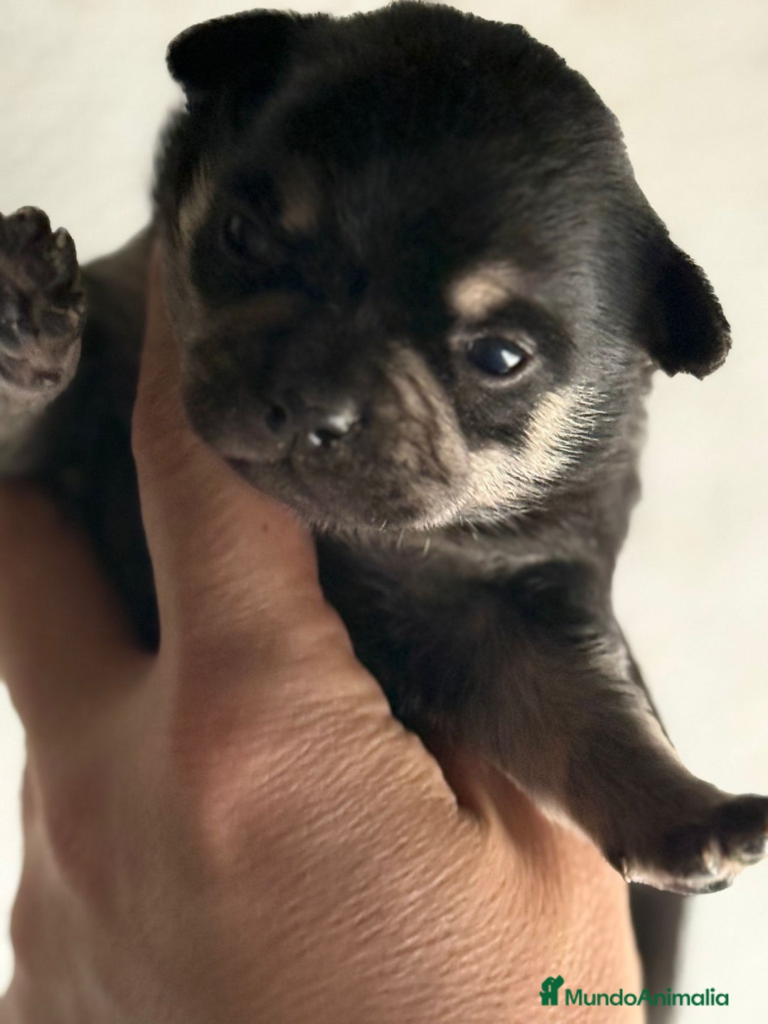 Chihuahua perros en venta: Chihuahuas toy cabeza manzana ya podéis reservar  - Imagen 5