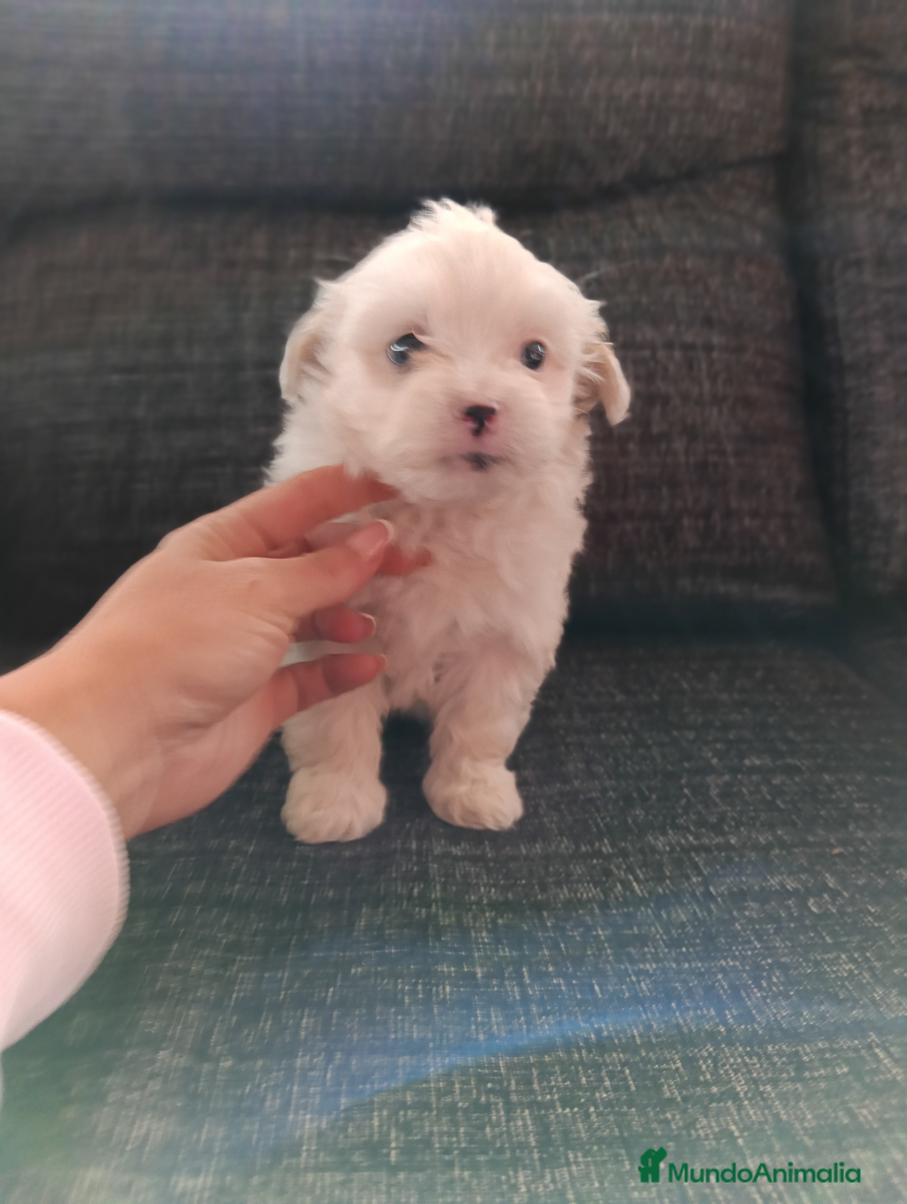 Bichón Maltés perros Bichón maltés línea americana - Anuncio 10