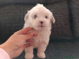 Bichón Maltés perros Bichón maltés línea americana - Anuncio 4