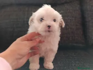 Bichón Maltés perros Bichón maltés línea americana - Anuncio 14