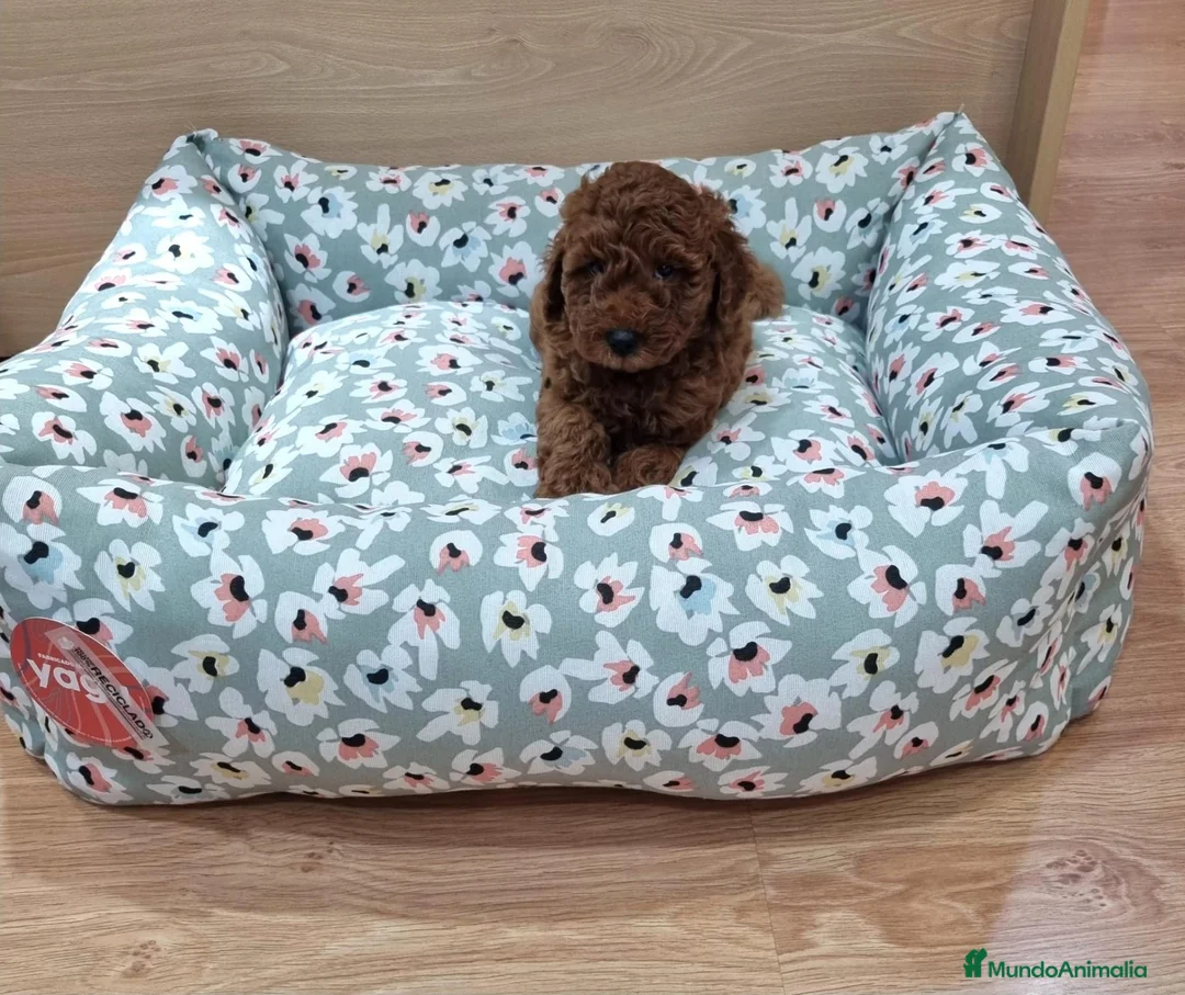 Raza Mixta perros en venta: Caniche - Anuncio 1