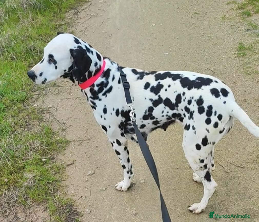 Dálmata perros Dálmata Adulta - Anuncio 1