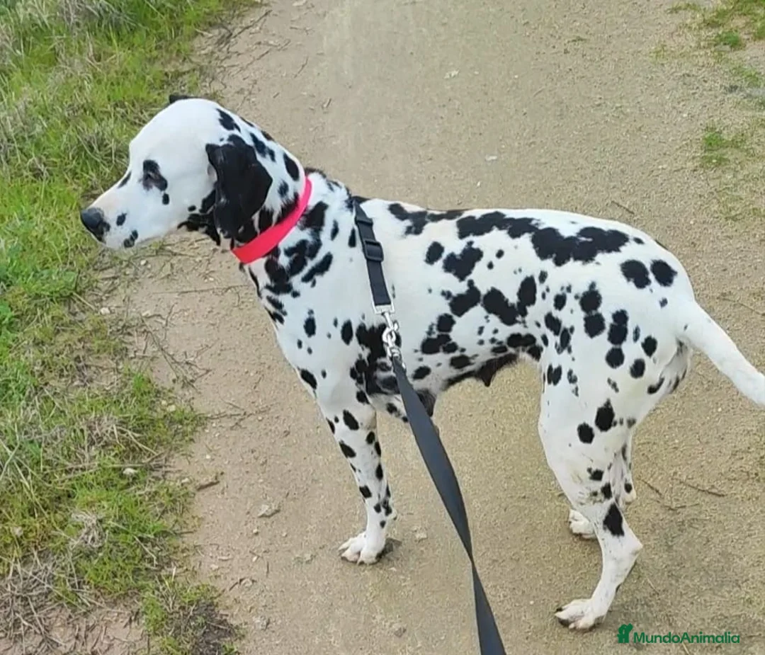 Dálmata perros en venta: Dálmata Adulta - Anuncio 1