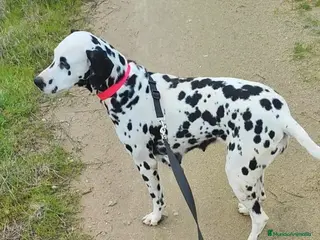 Dálmata perros Dálmata Adulta - Anuncio 1