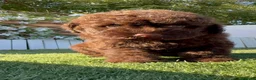 Perro de Agua Español perros en venta: PERRO DE AGUA ESPAÑOL - HEMBRAS - Anuncio 6