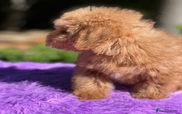 Maltipoo perros en venta: Maltipoo roja  - Imagen 7