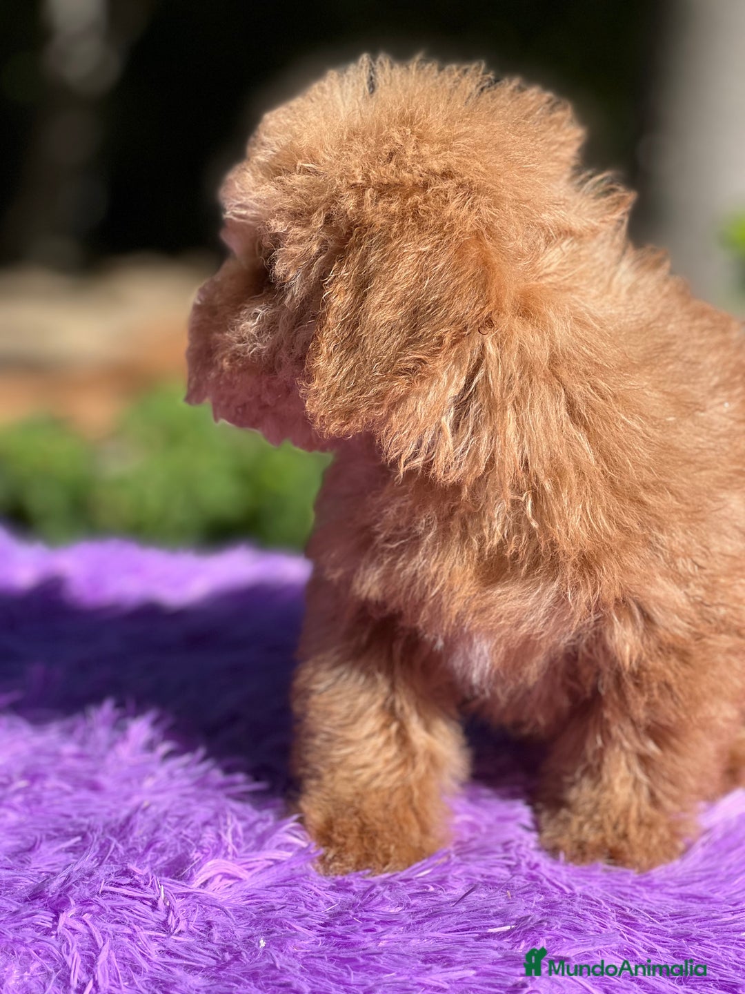 Maltipoo perros en venta: Maltipoo roja  - Imagen 7