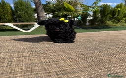 Caniche Toy perros en venta: Caniche súper toy  - Imagen 1