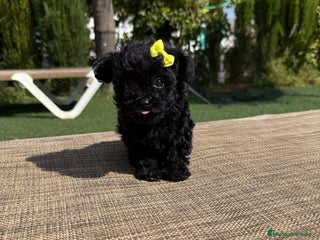 Caniche Toy perros - Anuncio 1