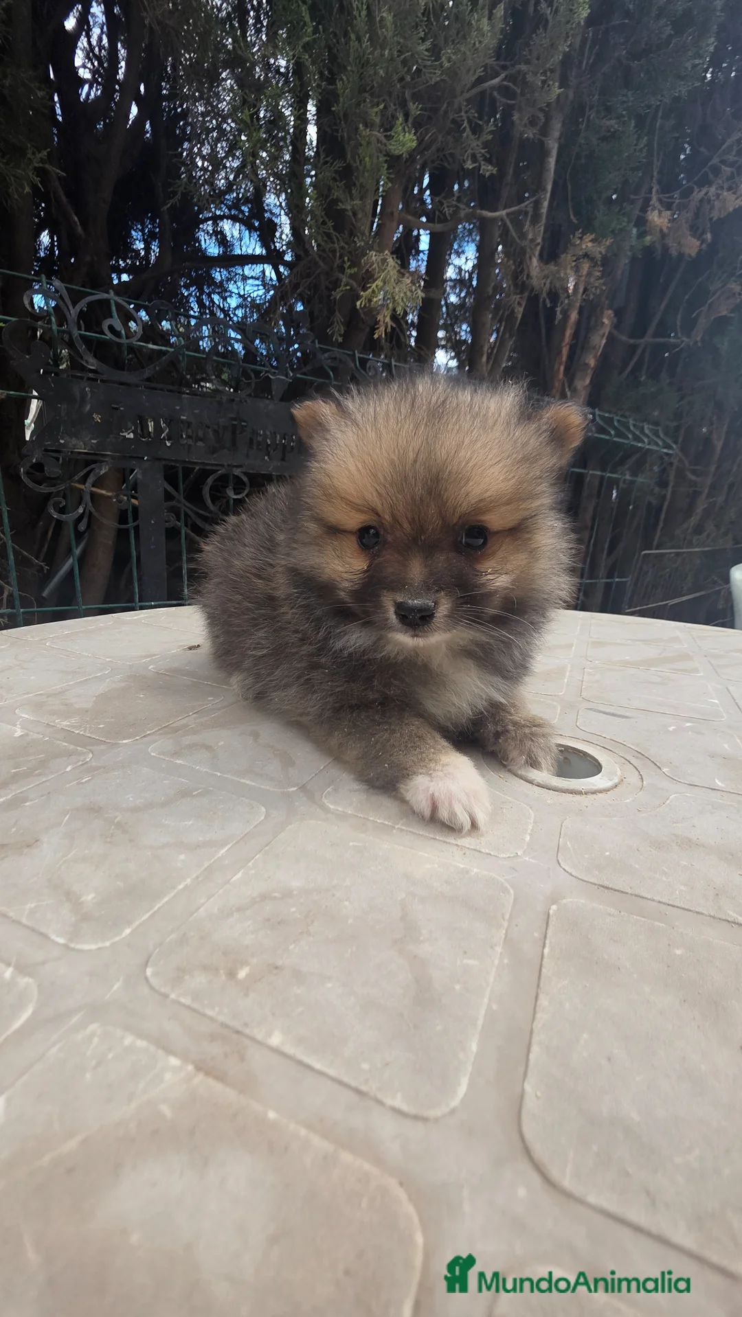 Pomerania perros en venta: Pomeranias  - Anuncio 1