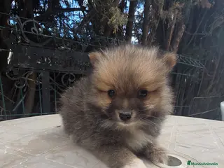 Pomerania perros Pomeranias - Anuncio 1