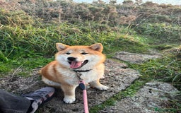 Shiba Inu perros en venta: SHIBA INU PONTEVEDRA - Imagen 2