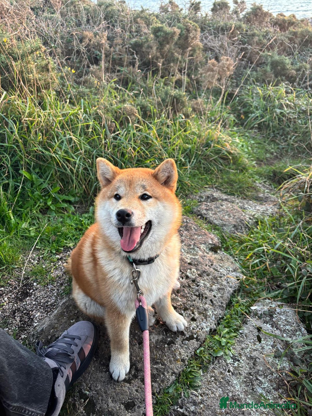 Shiba Inu perros en venta: SHIBA INU PONTEVEDRA - Imagen 2