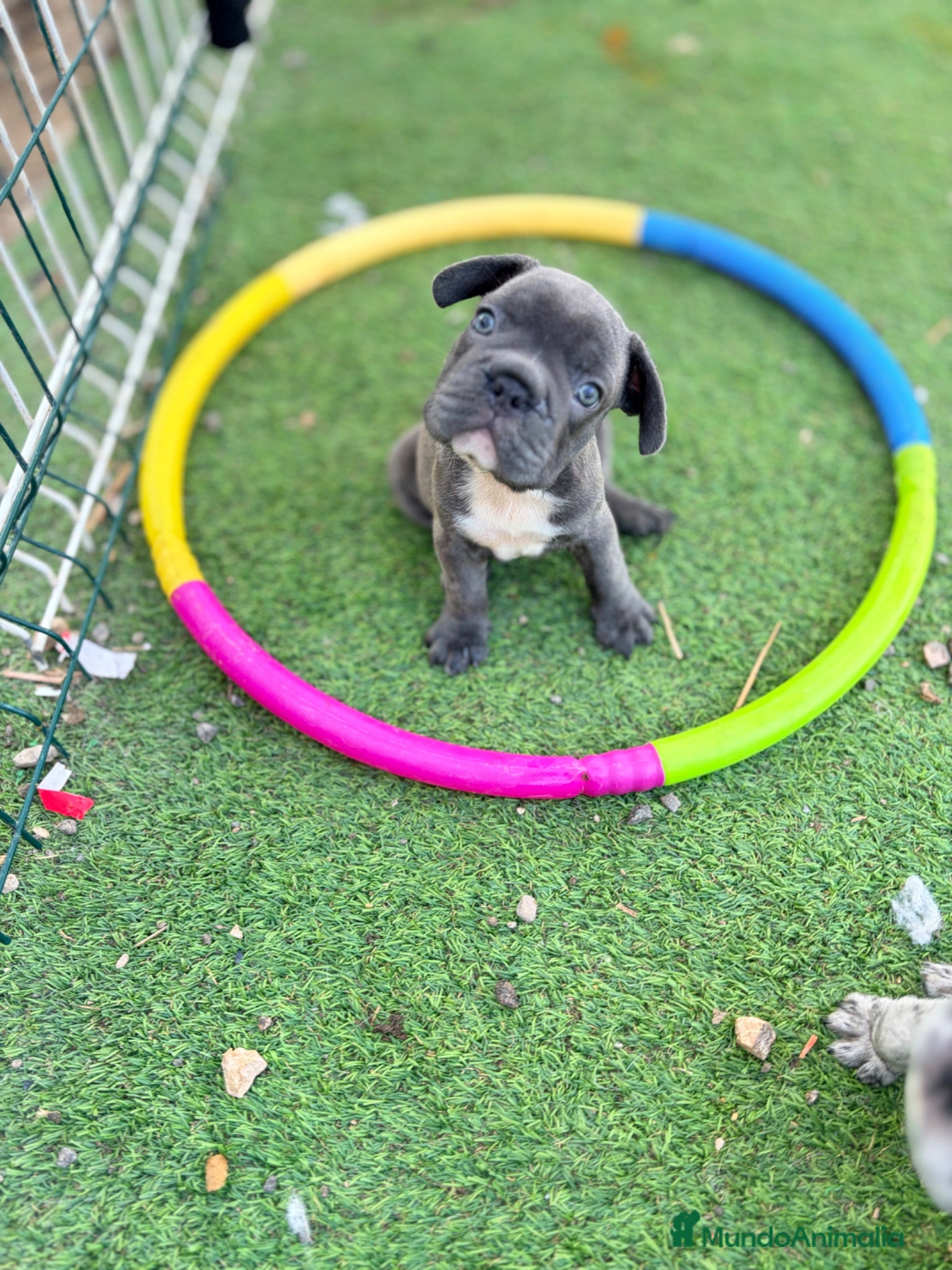 Bulldog Francés perros 👉 💎 Blue Big Rope Bulldog Francés Exclusivo - Anuncio 1