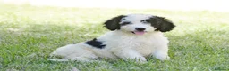Perro de Agua Español perros en venta: Perro de agua , cachorros  - Anuncio 20