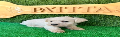 Schnauzer Miniatura 5