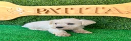 Schnauzer Miniatura perros en venta: Schnauzer mini blanco - Anuncio 5