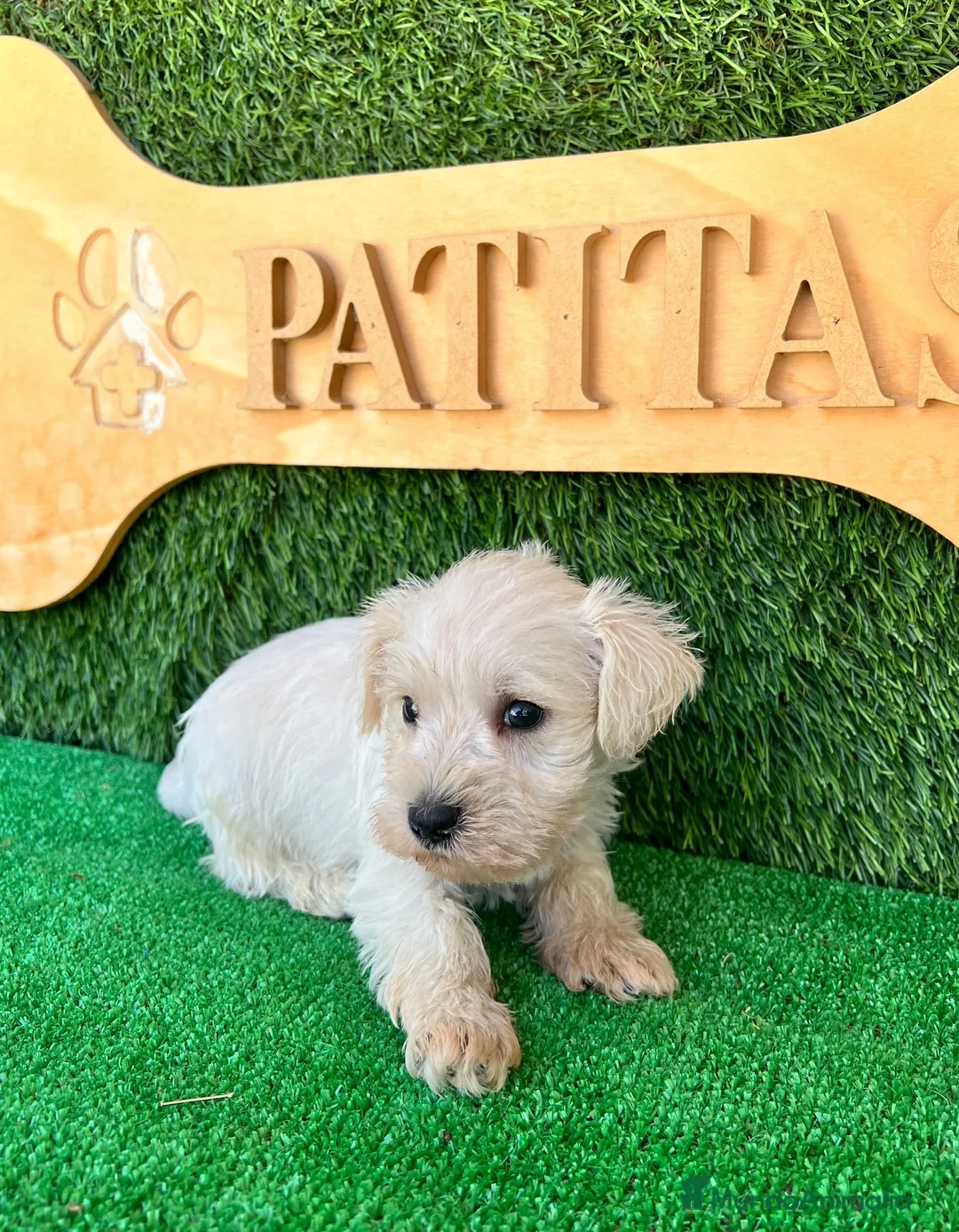 Schnauzer Miniatura perros en venta: Schnauzer mini blanco - Anuncio 5