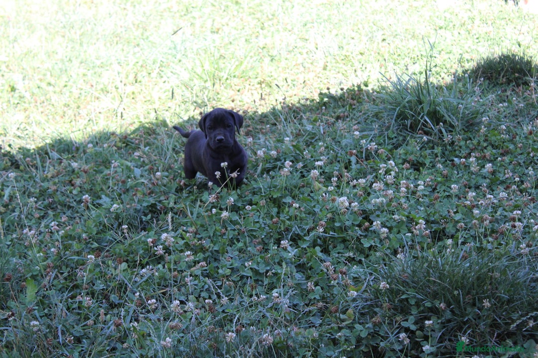 Dogo Alemán perros en venta: Dogo aleman / gran danés  - Imagen 3