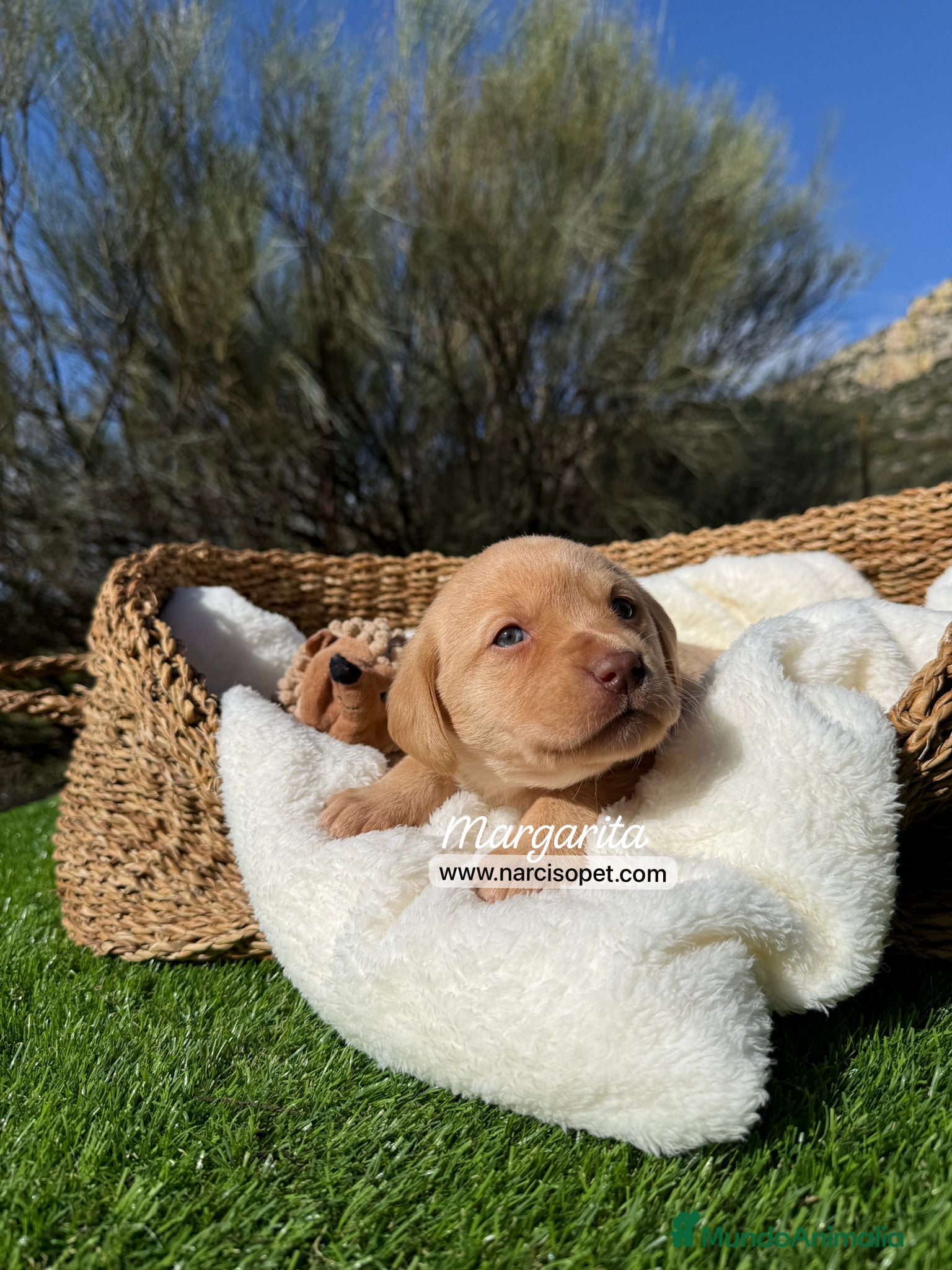 Labrador Retriever perros LABRADOR HEMBRA - Anuncio 1