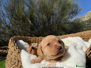 Labrador Retriever perros LABRADOR HEMBRA - Anuncio 1