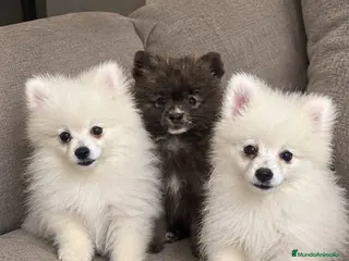 Pomerania perros Pomeranias, no te quedes sin el tuyo!!! - Anuncio 3