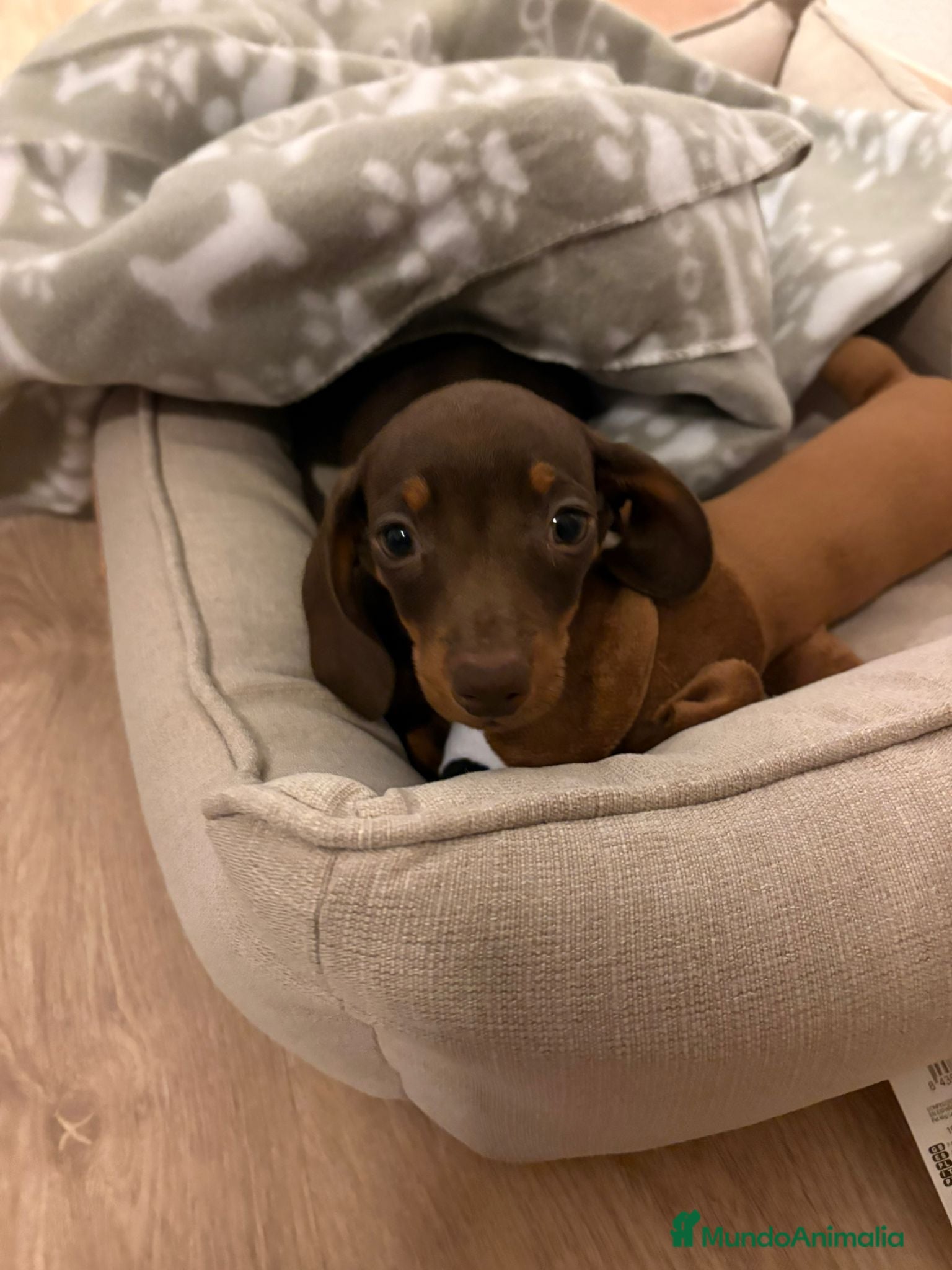 Teckel Miniatura perros teckel kaninchen chocolate  - Anuncio 3