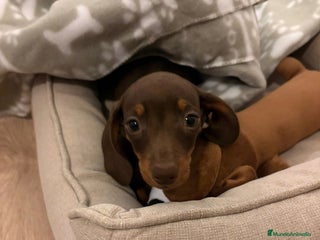 Teckel Miniatura perros teckel kaninchen chocolate - Anuncio 2