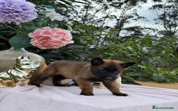 Pastor Belga Malinois perros en venta: Excelentes cachorros de pastor belga malinois - Anuncio 1
