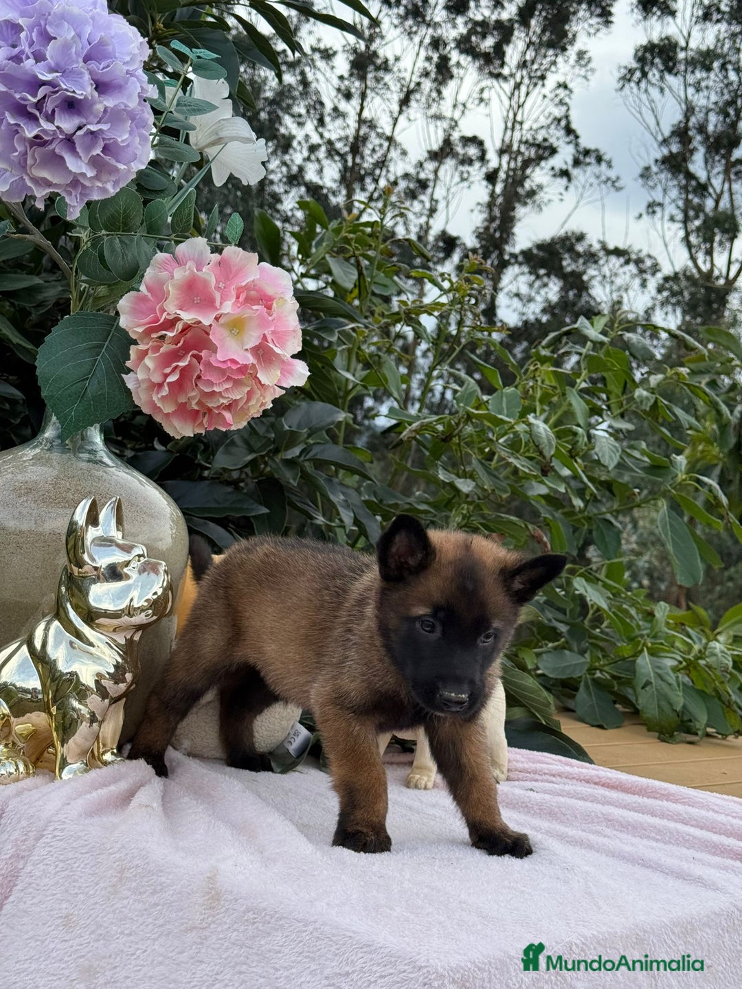 Pastor Belga Malinois perros en venta: Excelentes cachorros de pastor belga malinois - Anuncio 1