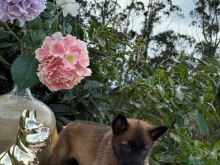 Pastor Belga Malinois perros Excelentes cachorros de pastor belga malinois - Anuncio 1