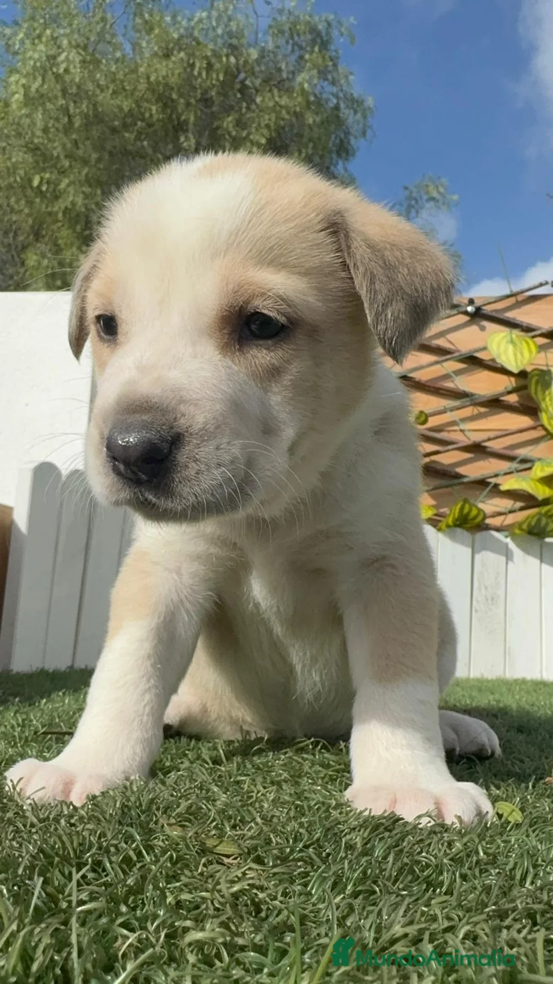 Mastín Español perros en venta: MASTIN ESPAÑOL - Anuncio 20