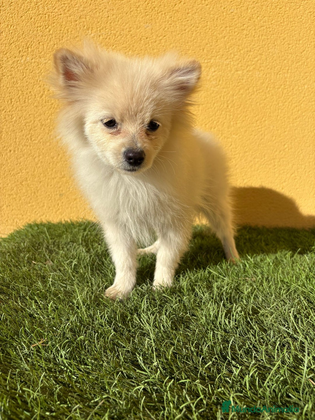 Pomerania perros en venta: pomerania toy macho blanco  - Imagen 6