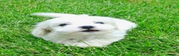 Bichón Maltés perros en venta: Bichoncitos Únicos - Anuncio 6