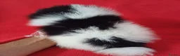 Pomerania perros en venta: Pomerania Mini Panda  - Anuncio 4