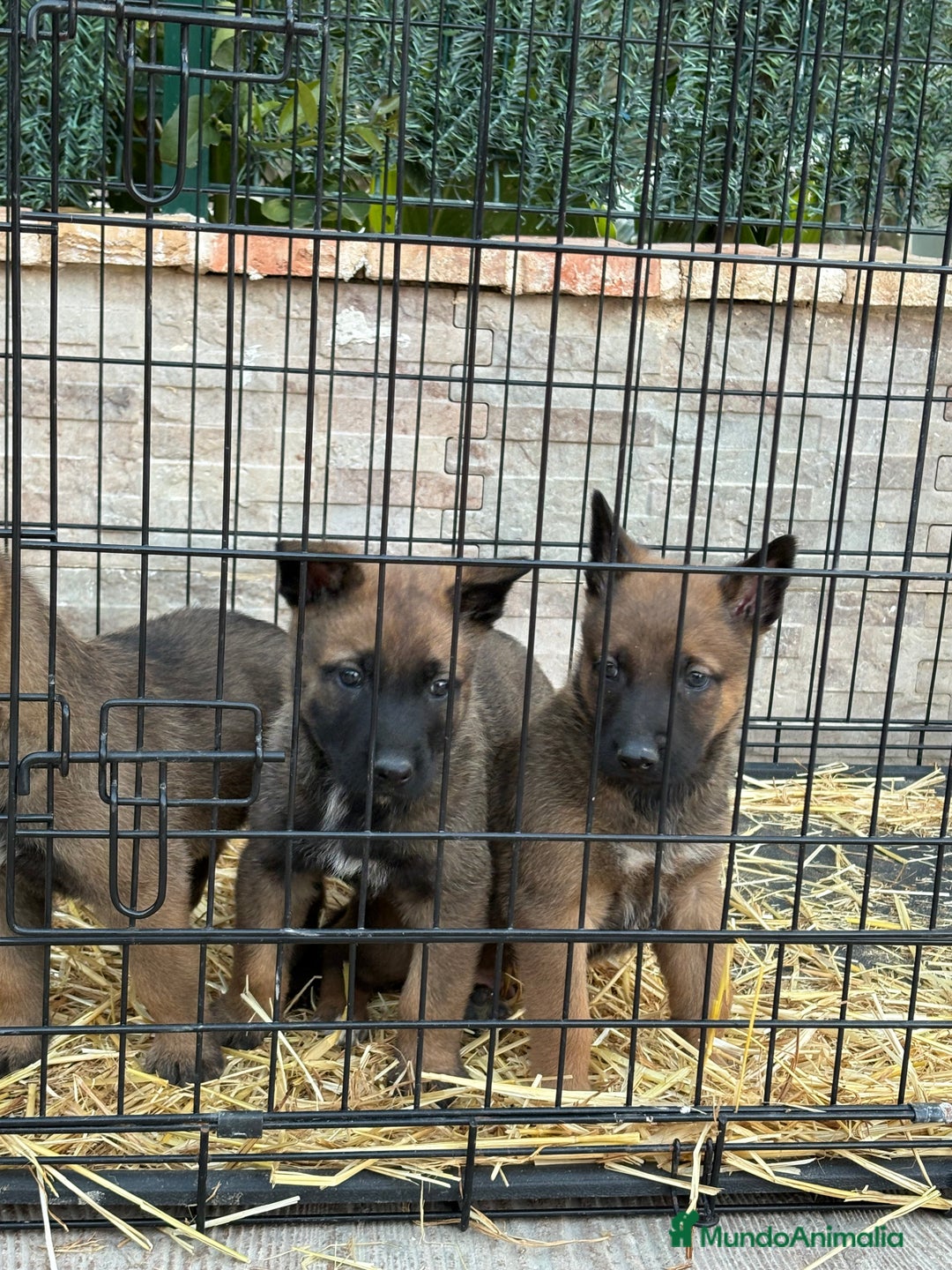 Pastor Belga Malinois perros en venta: Cachorros Malinois  - Anuncio 9