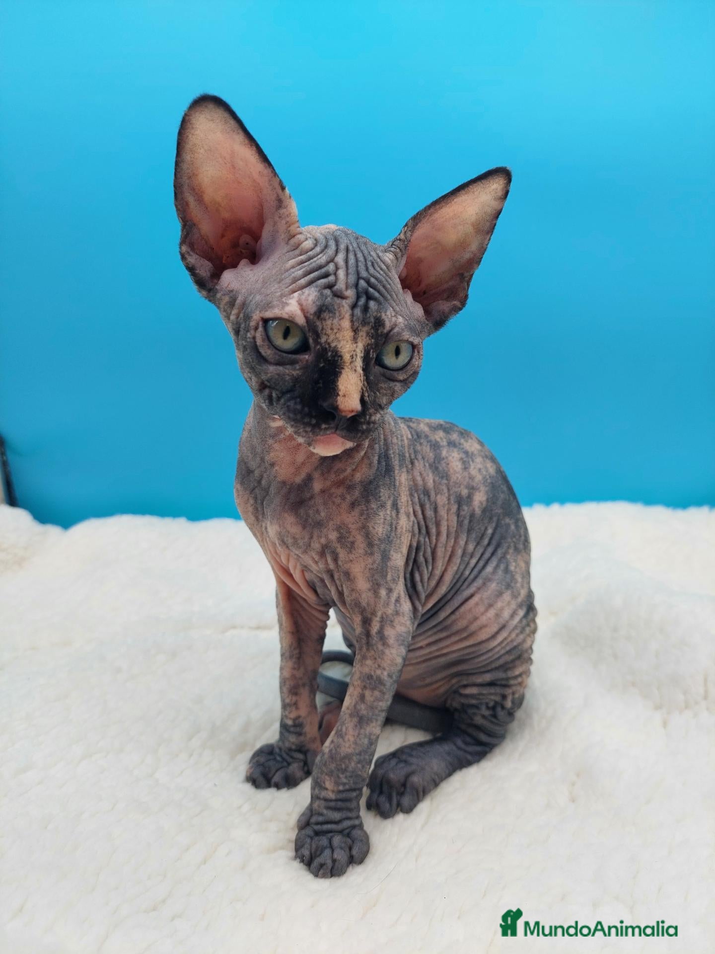 Sphynx gatos Hembrita tortuga  - Anuncio 28