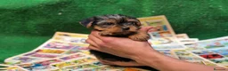 Yorkshire Terrier perros en venta: YORKSHIRE MINIATURA  - Anuncio 5