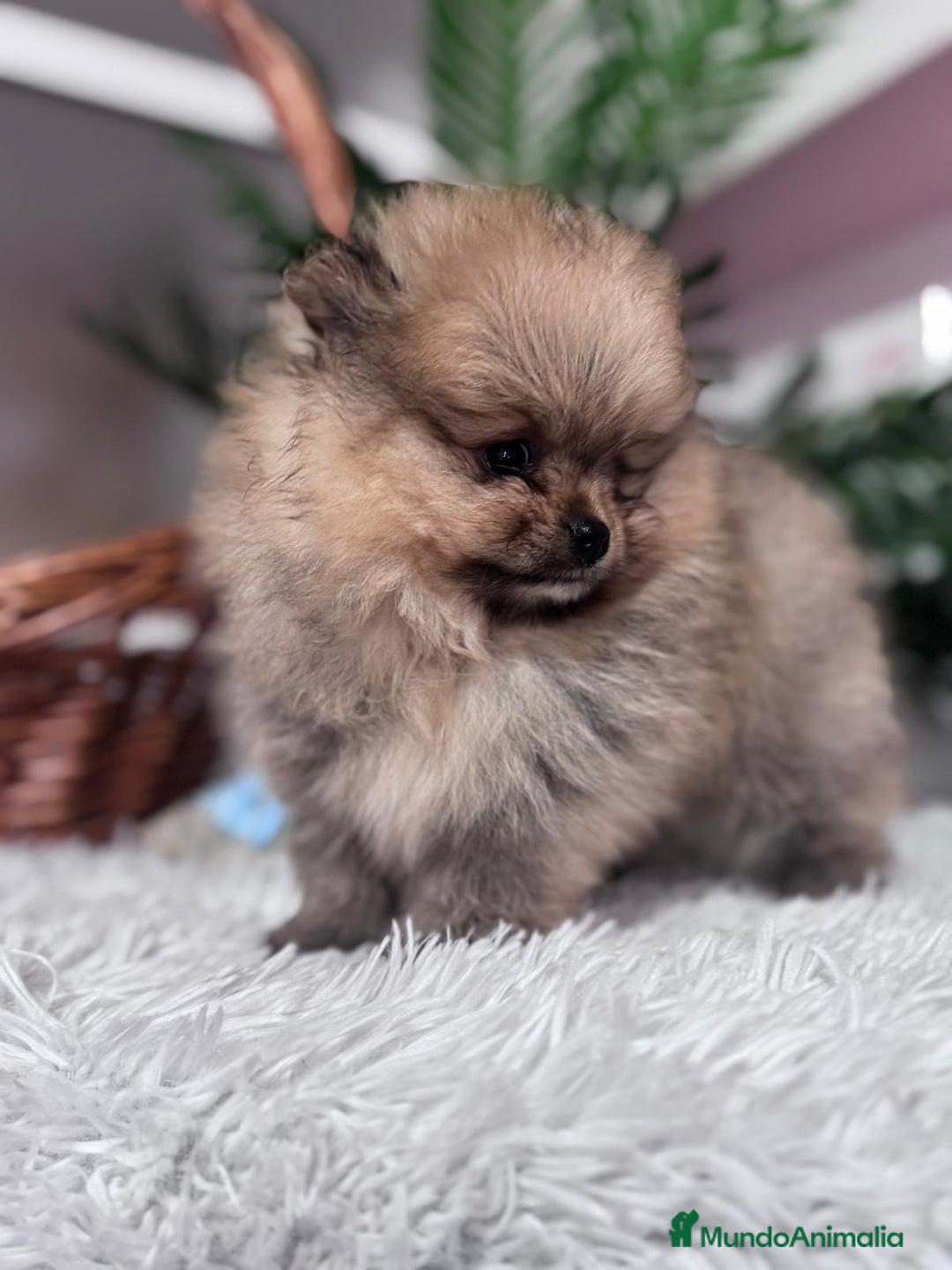 Pomerania perros en venta: POMERANIA CARITA DE OSITO - Anuncio 8