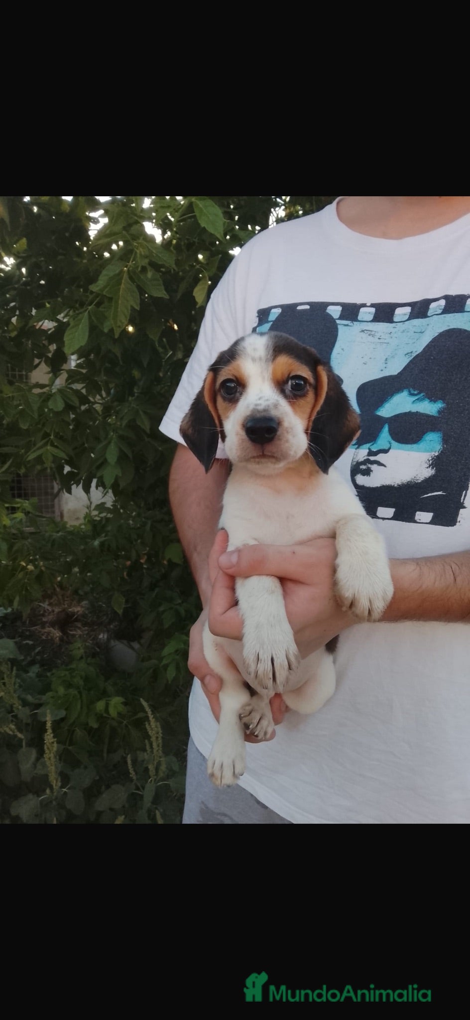 Beagle perros Cachorros beagle disponible 🐶🐾 - Anuncio 1