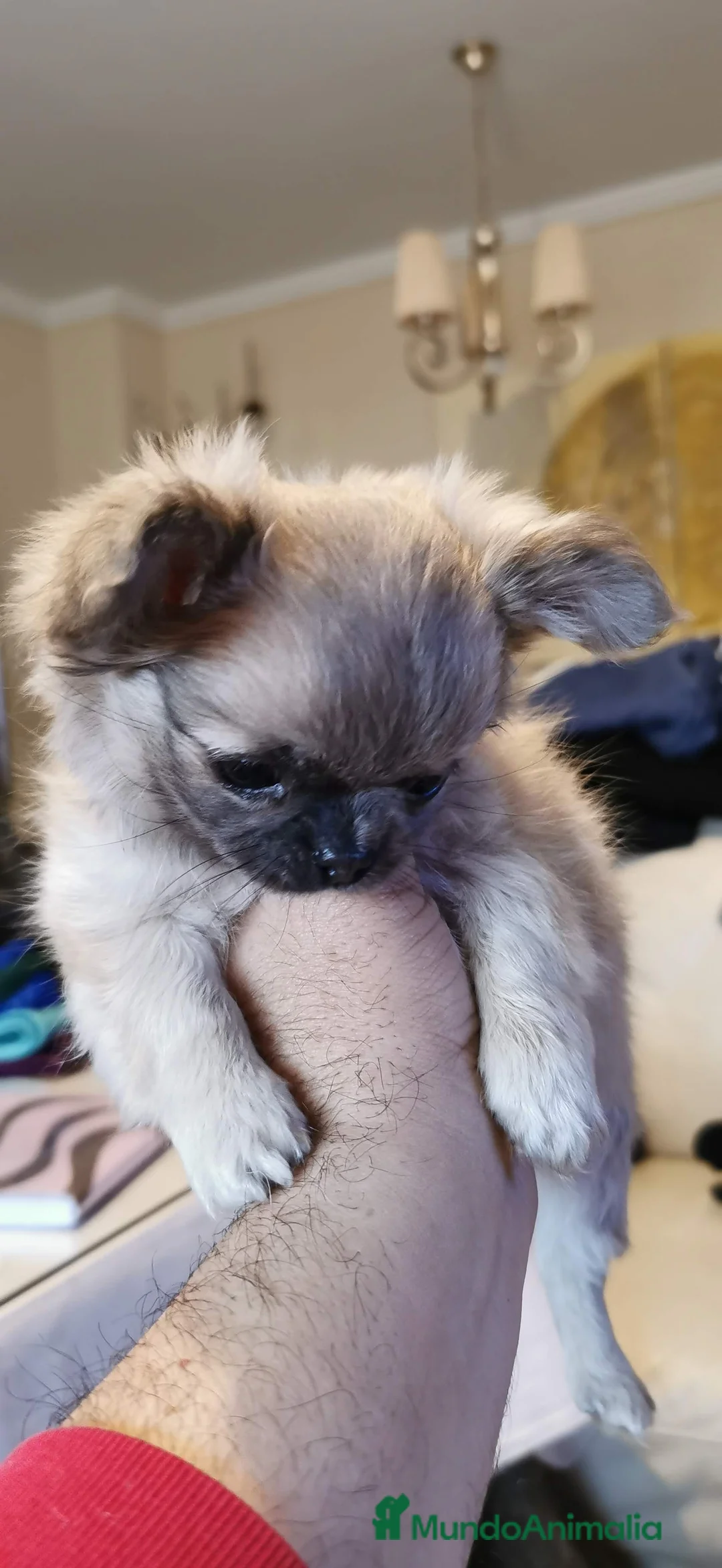 Imagen de galería {{count}}