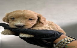 Maltipoo perros en venta: CACHORROS DE MALTIPOO - Imagen 5