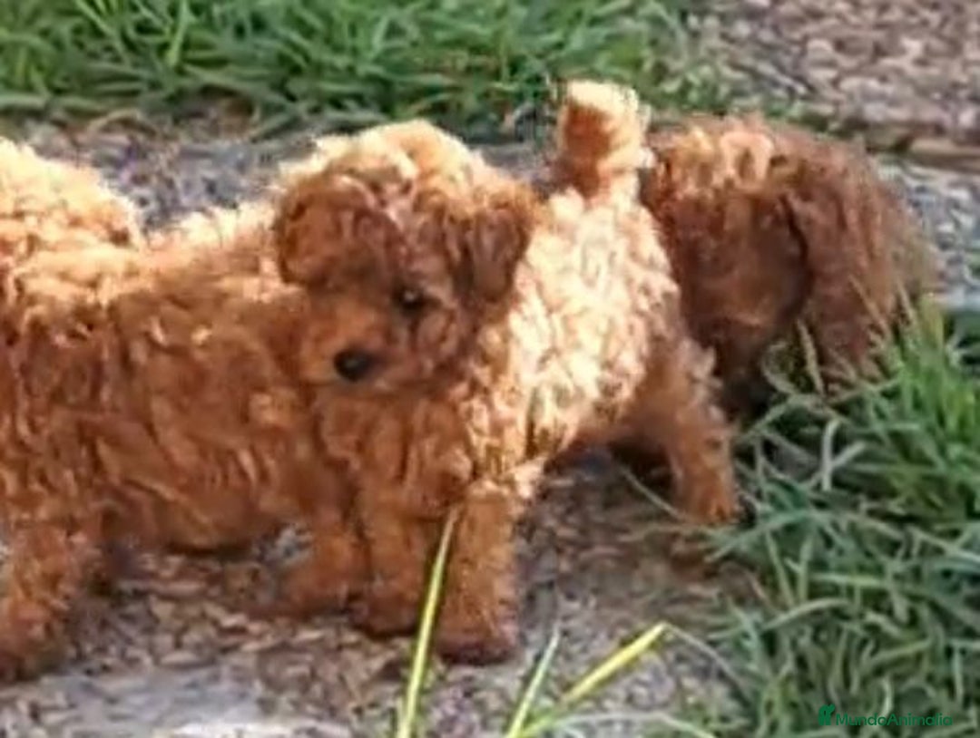 Caniche Enano perros en venta: Cachorros de caniche enanos - Anuncio 2